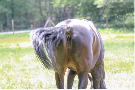 Creampied mare cunt squirting out semen and more